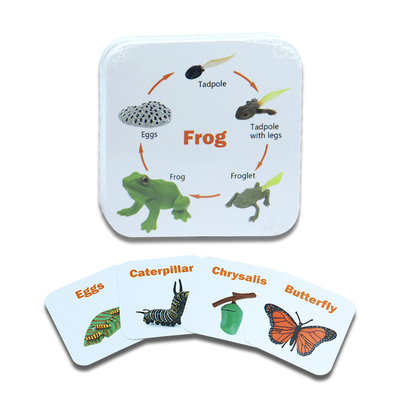 Spezielle Flashcards mit Tieren und Insekten für Kindererziehungsspiele in verschiedenen Designs